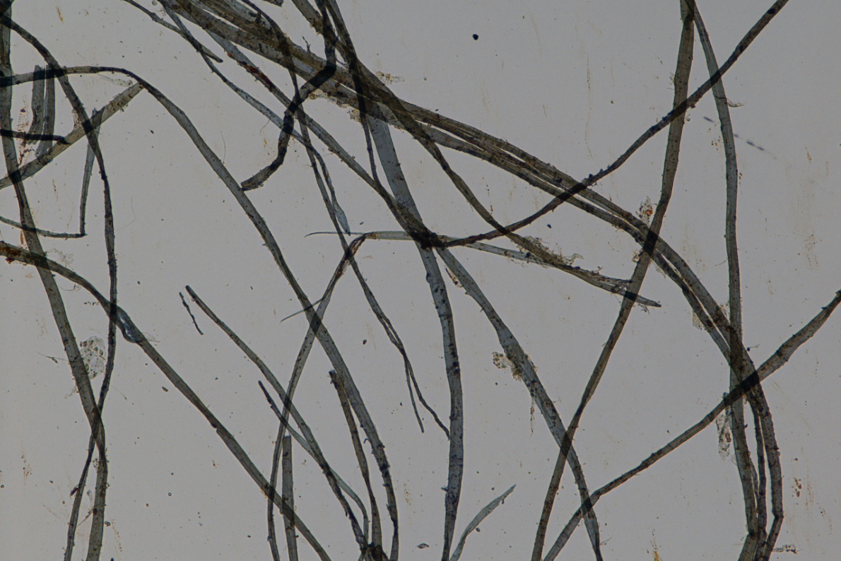 繊維顕微鏡写真　表紙（100 倍）　雁皮の繊維が見られる。