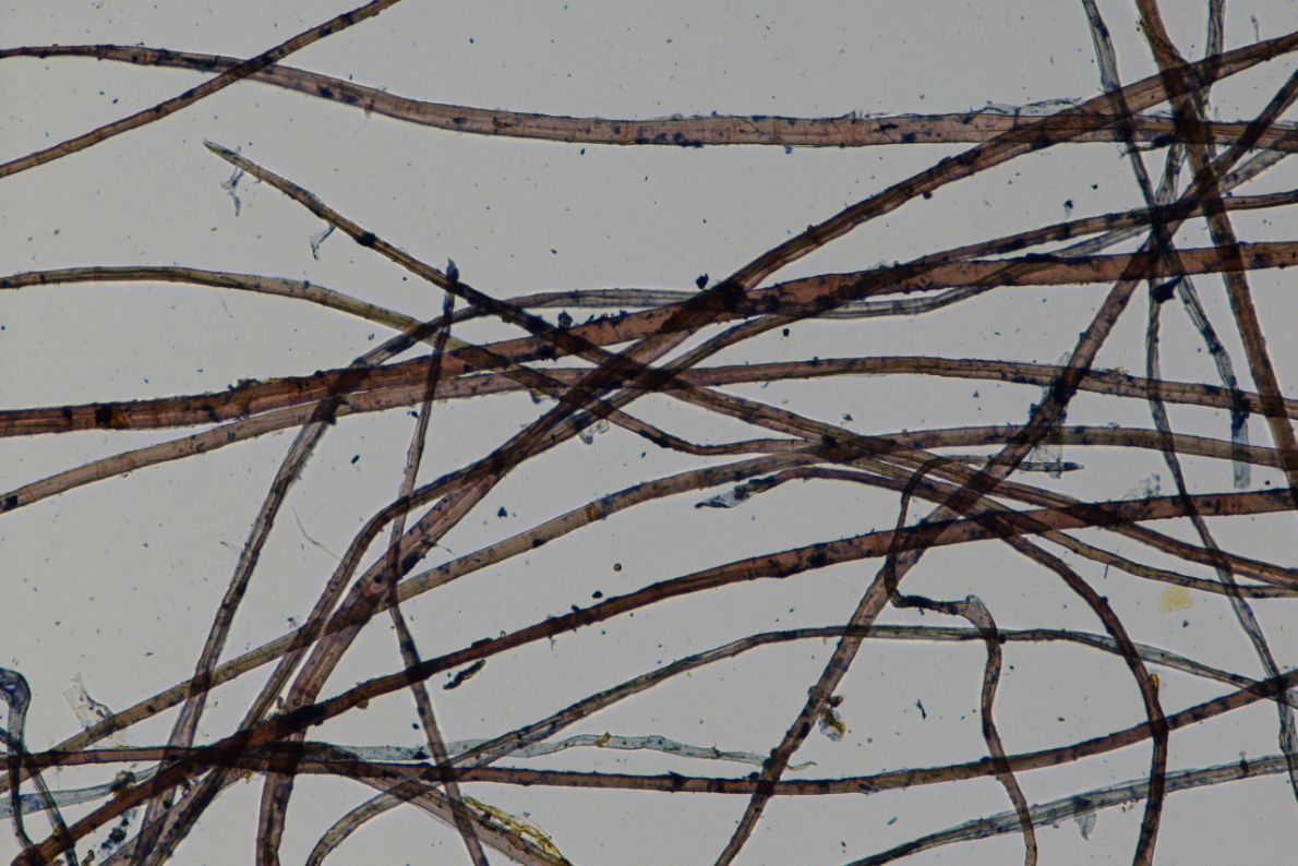 繊維顕微鏡写真　共紙表紙（100 倍）　楮の繊維が見られる。
