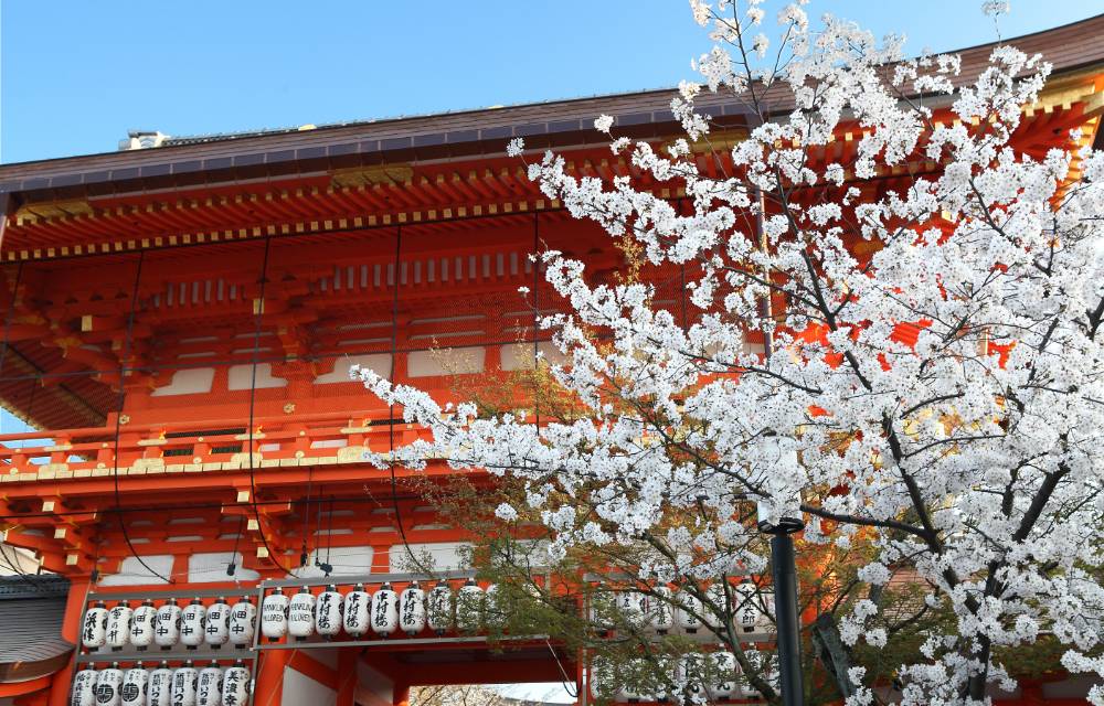 桜越しの南楼門