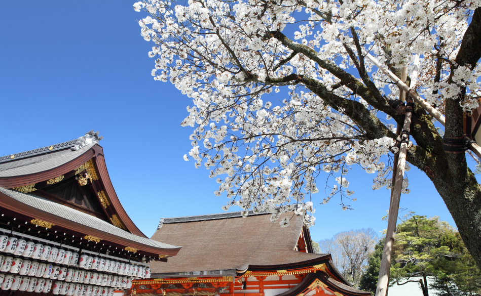 春の清々しさを感じる八坂神社の境内