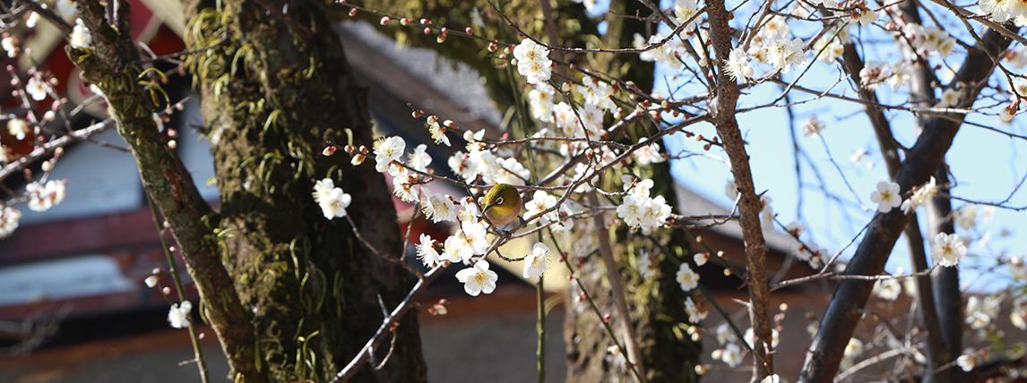 桜とメジロ