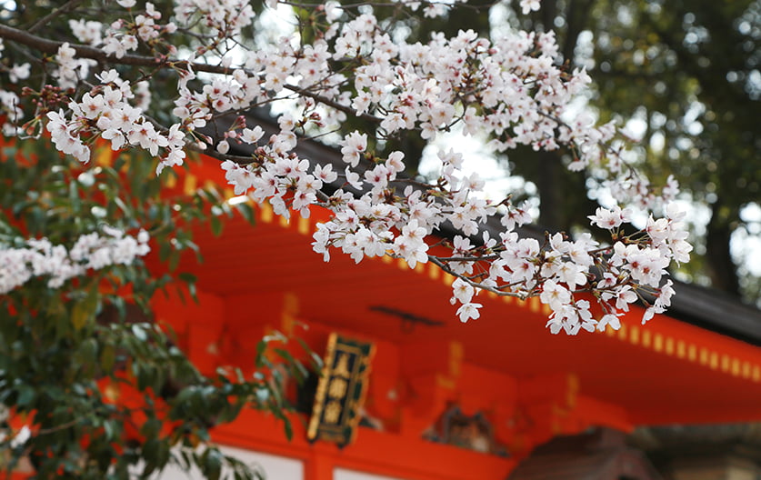 Utsukushigozensha and sakura