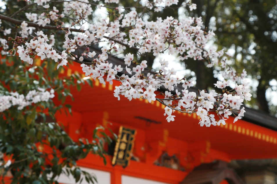 桜ごしの美御前社